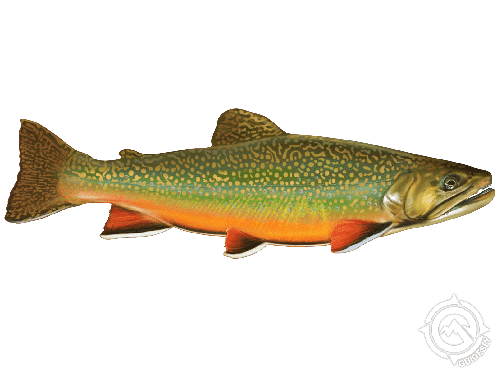 Brook Trout